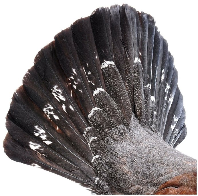 Европейский Глухарь