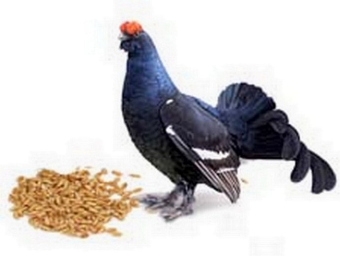 Глухарь на белом фоне