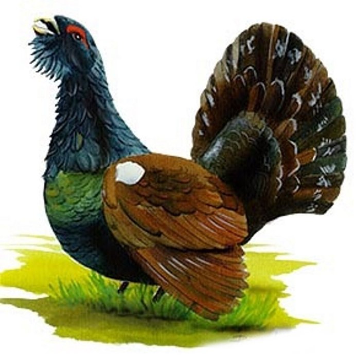 Межняк гибрид глухаря