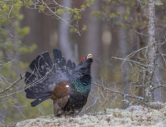 Глухарь на току фото