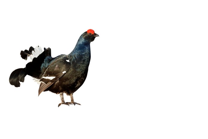 Тетерев на белом фоне
