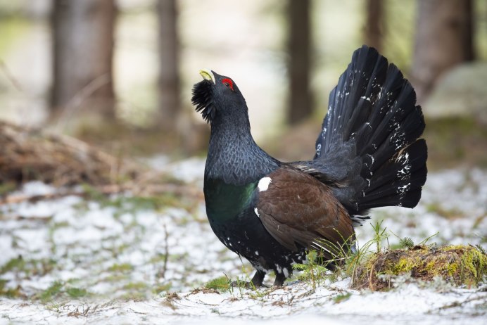Глухарь в тайге