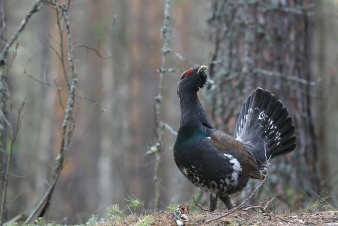Глухарь на белом фоне