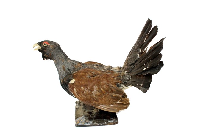 Таксидермия Глухарь