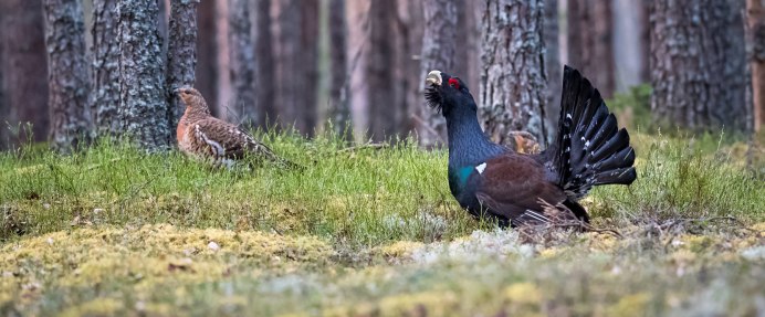 Белый Глухарь