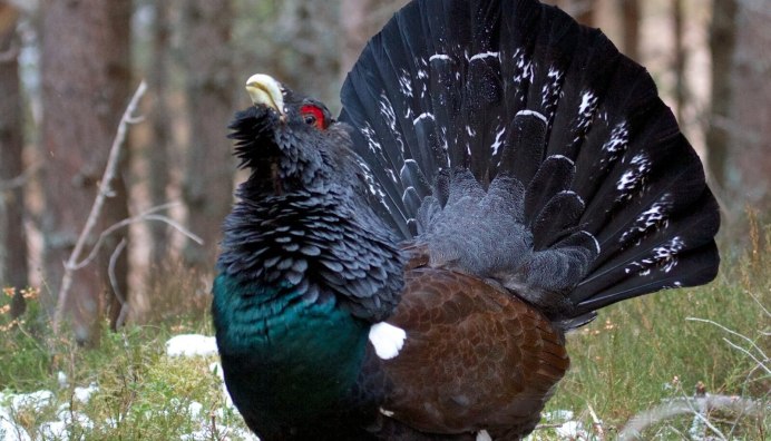 Глухарь - Capercaillie