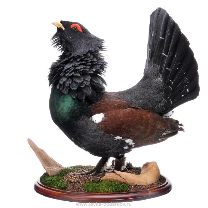 Глухарь зимой красивые фото