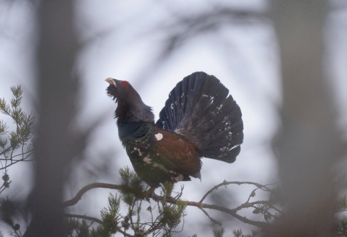 Тетерев мультяшный