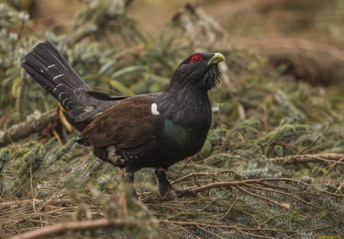 Отряд galliformes