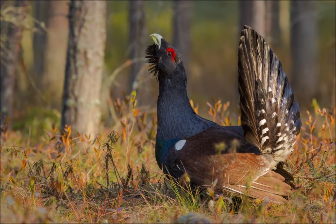 Сосногорск Глухарь обыкновенный