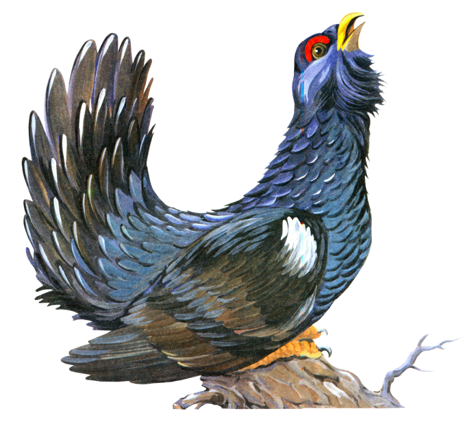 Сибирский тетерев Косач