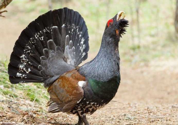 Кавказский тетерев