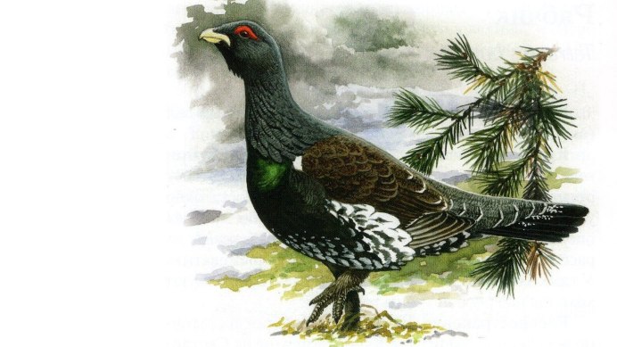 Самка глухаря