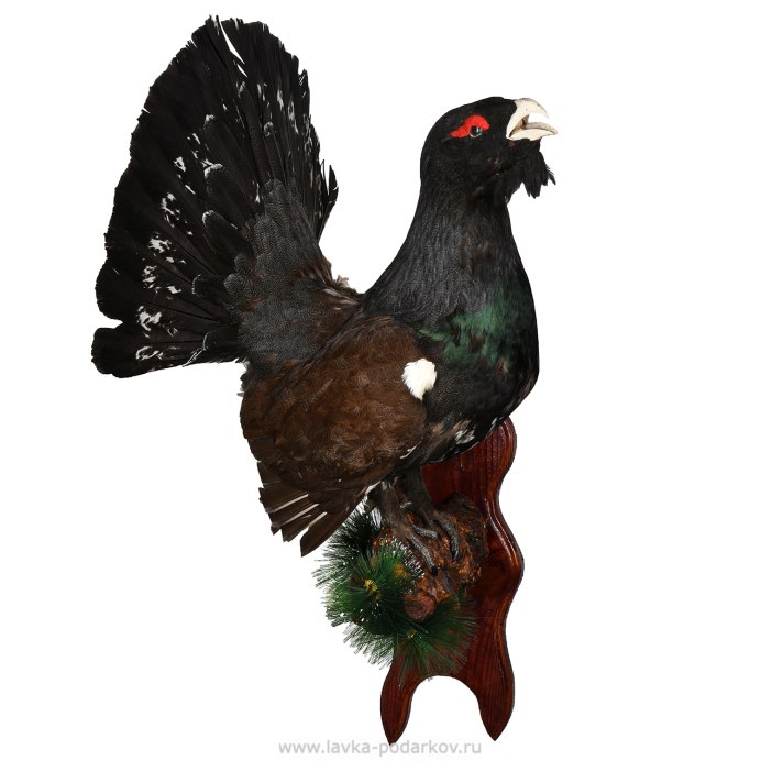 Тетерев птица красная книга