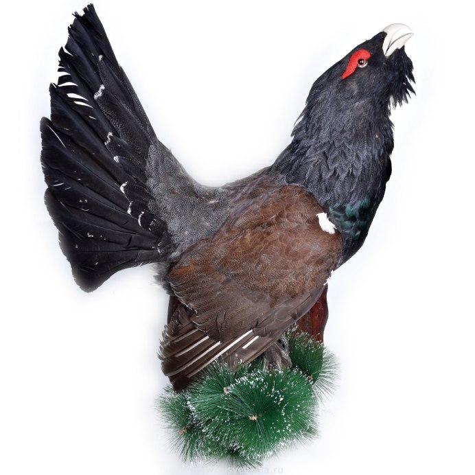 Чучело "тетерев-самка" пластик