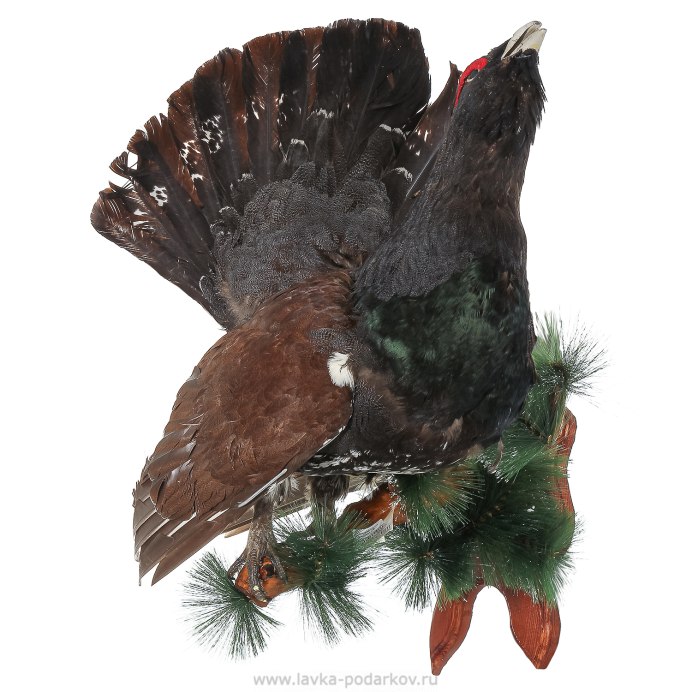 Тетерев на белом фоне