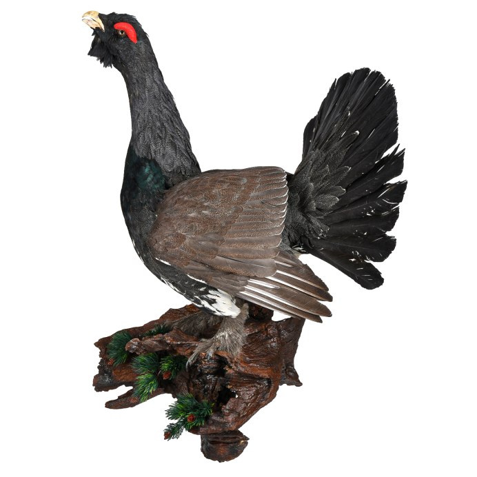 Глухарь птица