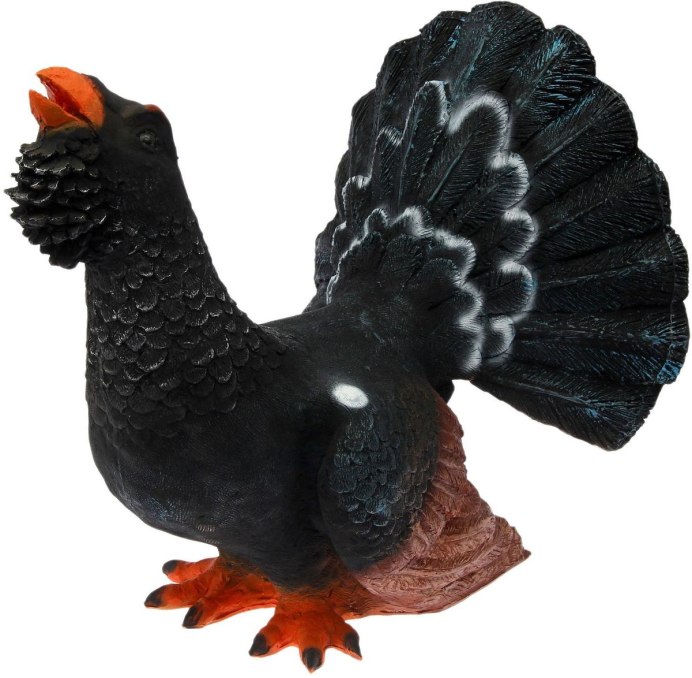 Глухарь без фона