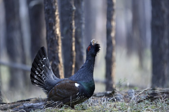 Глухарь на белом фоне