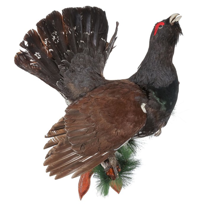 Чернобрюхий Глухарь