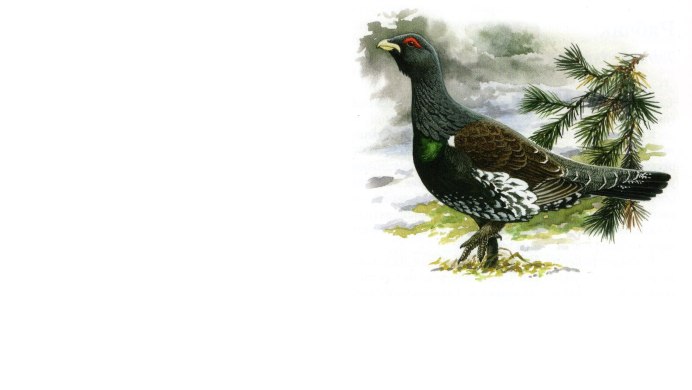 Петух токует