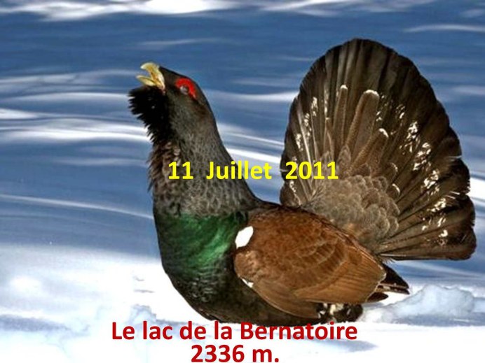 Глухарь и тетерев зимой