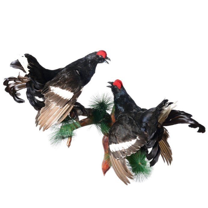 Глухарь на белом фоне