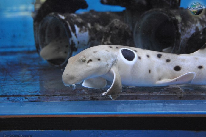 Cephaloscyllium laticeps