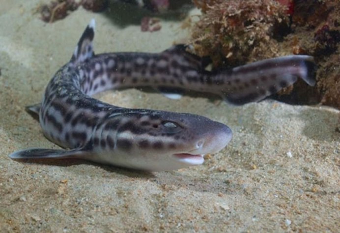 Кошачья акула семейства Scyliorhinidae