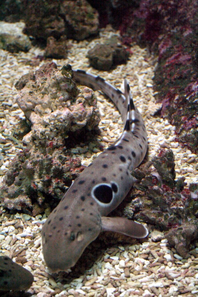 Chiloscyllium plagiosum