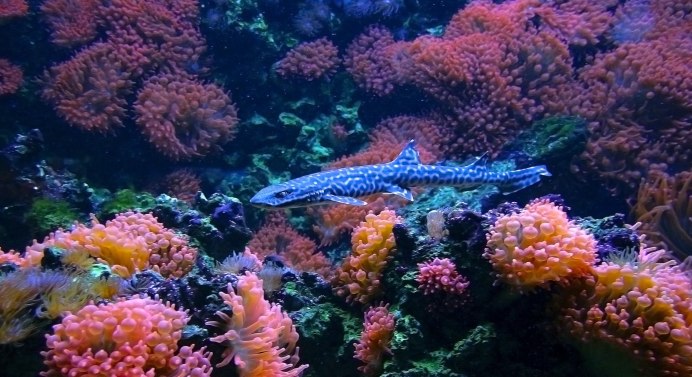 Cephaloscyllium umbratile