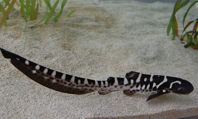 Cephaloscyllium umbratile