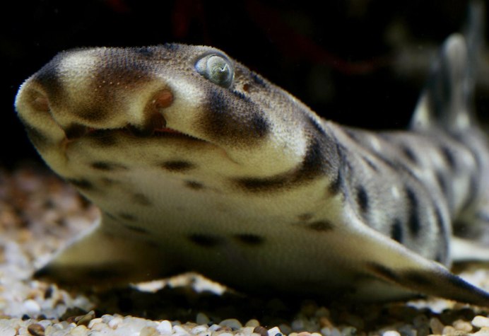 Scyliorhinus акула