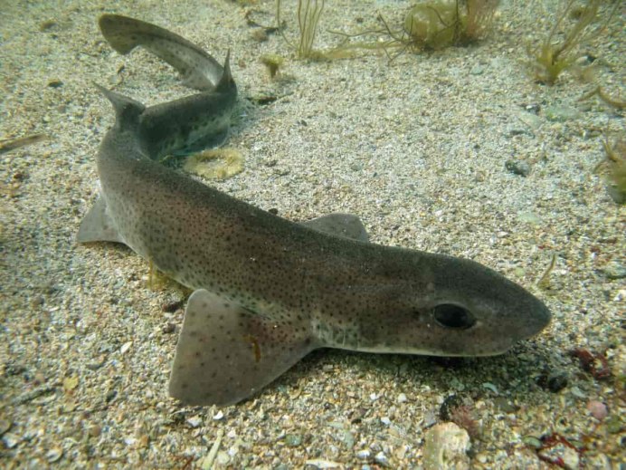 Scyliorhinus canicula Кошачья акула