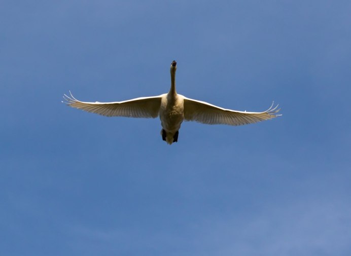 Лебедь в полете