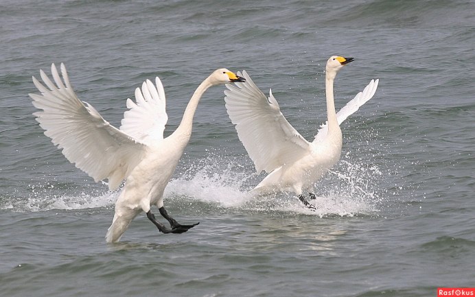 Лебеди Сахалин