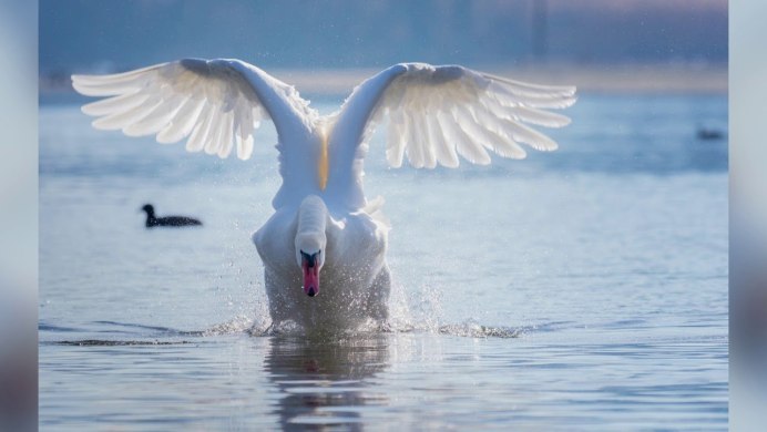 Лебедь в полете