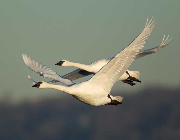 Стая лебедей