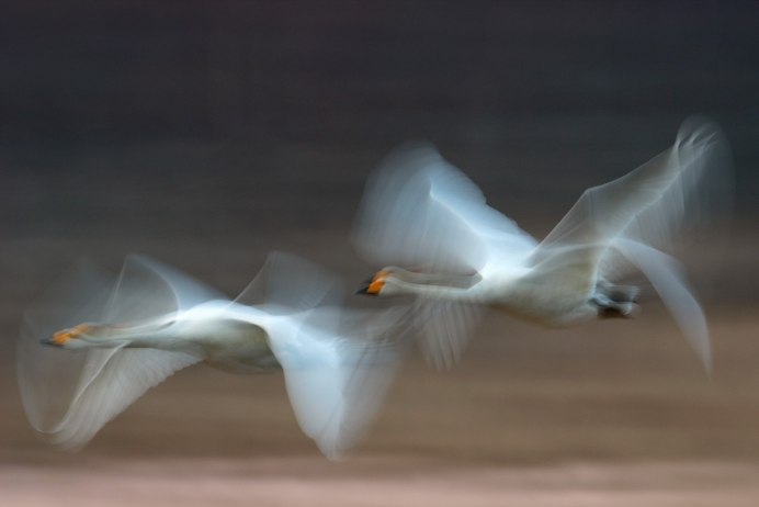 Полет лебедей