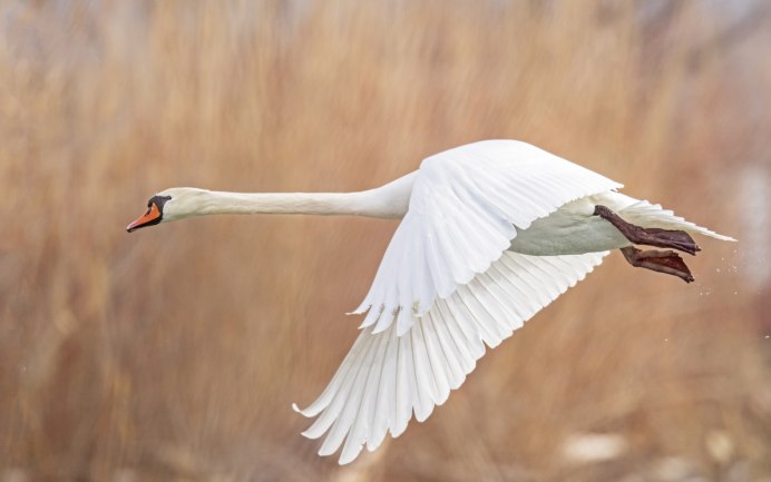 Белый лебедь в полете