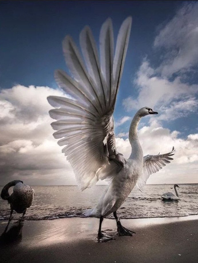 Крылья лебедя