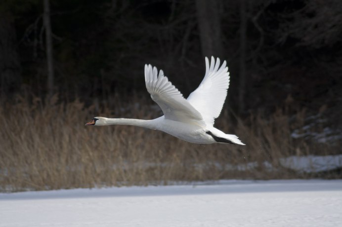 Полет лебедей Крикунов