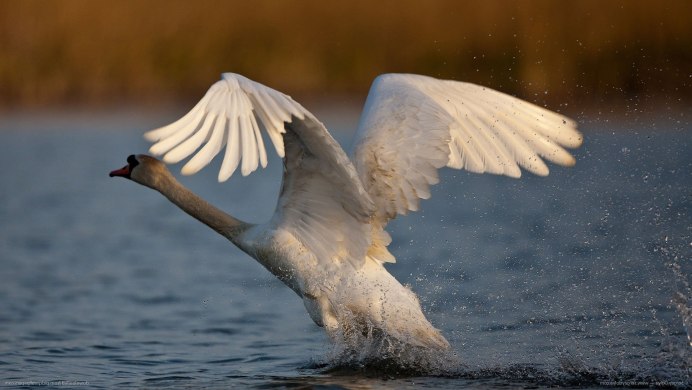 Лебедь фото