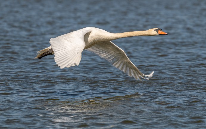 Полет лебедей