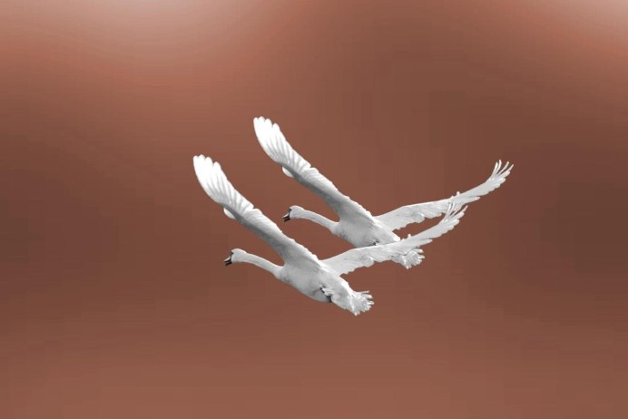 Лебеди в небе