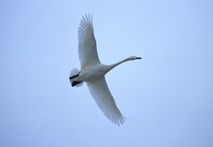 Летящий лебедь снизу