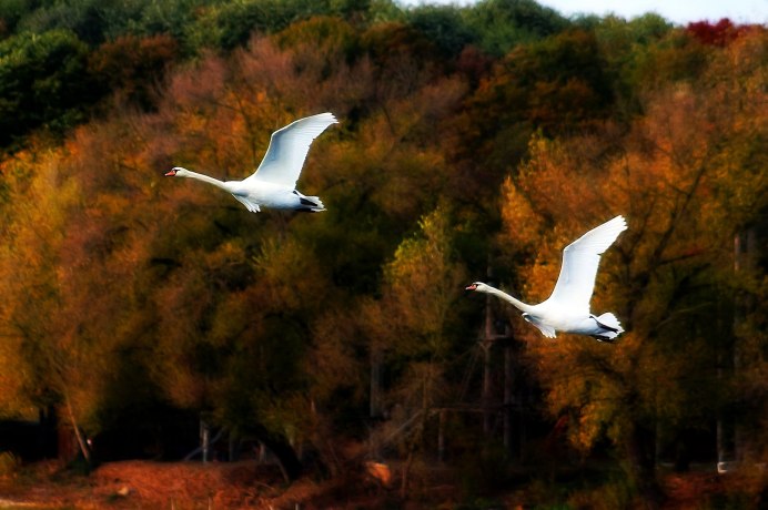 Лебедь летает