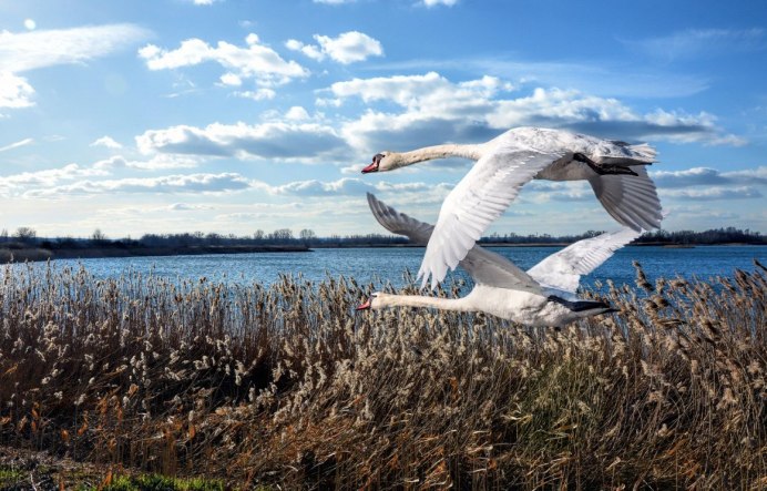 Лебедя Липецкая область