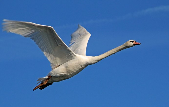 Летящий белый лебедь фото