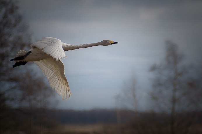 Лебедь желтоголовый